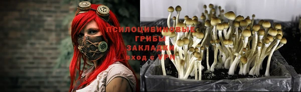 ПСИЛОЦИБИНОВЫЕ ГРИБЫ Семилуки